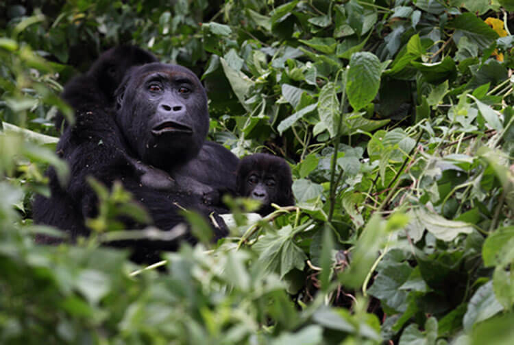 An adult eastern lowland gorilla holds a baby in the Congo