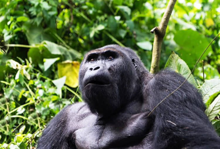 An adult eastern lowland gorilla in the Congo