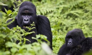 An adult and a young eastern lowland gorilla in the jungle of the Congo