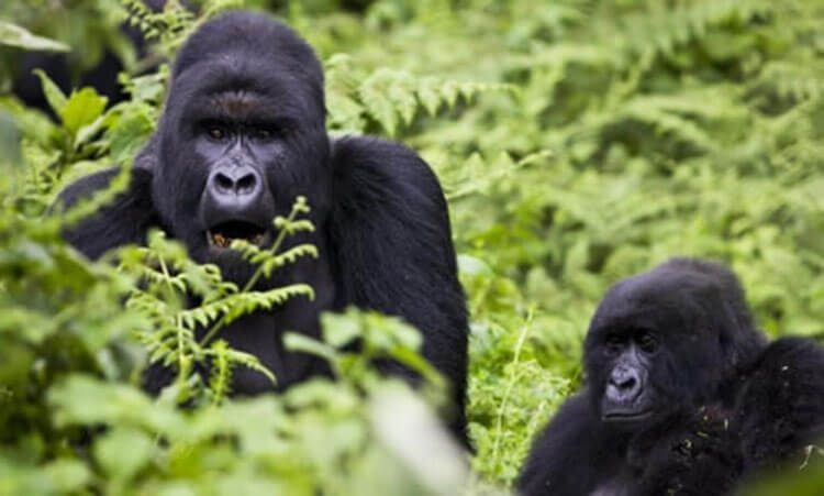 eastern lowland gorilla predators