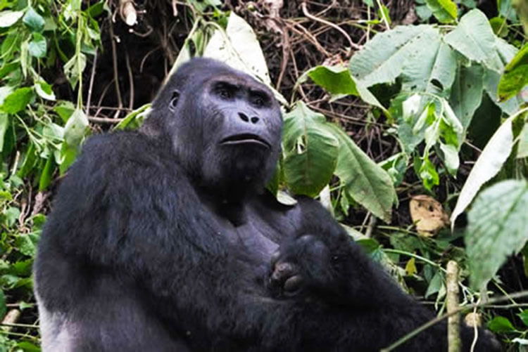 A large adult eastern lowland gorilla in the Congo