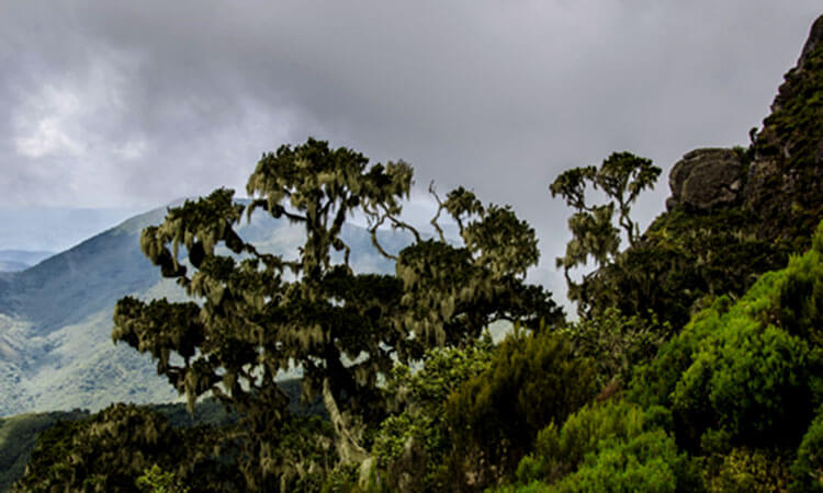 Clouds hang low to the trees in Kahuzi-Biega National Park