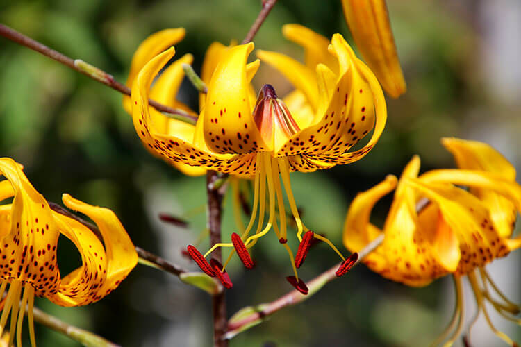 A yellow flower in the scent garden at Château de Reignac