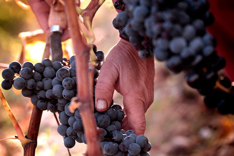 A man cuts a bunch of grapes from the vines during harvest at Vivanco in La Rioja, Spain