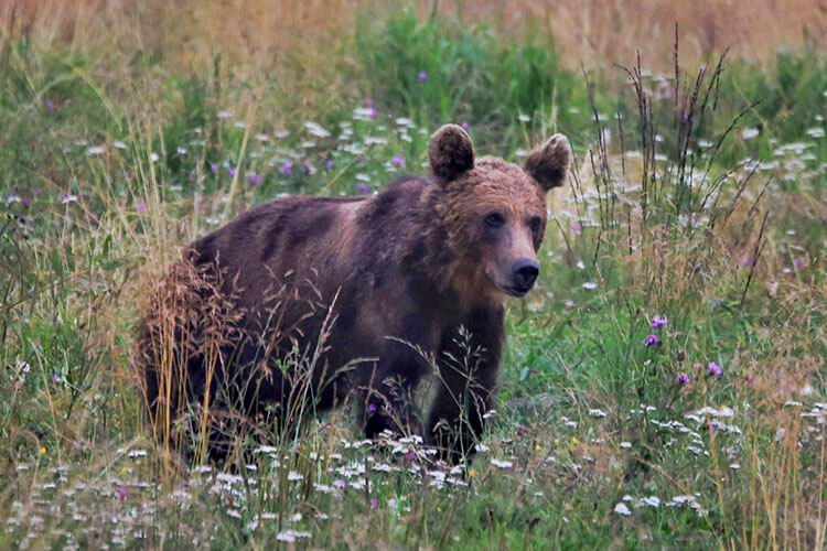 A brown bear walks through a field of wild flowers in Romania