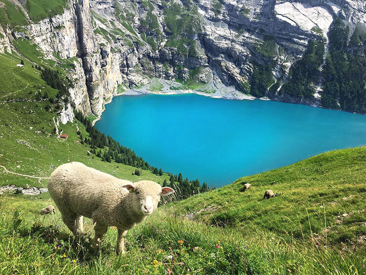 A curious sheep checks out Tim on the mountainside above Oeschinen Lake in Switzerland