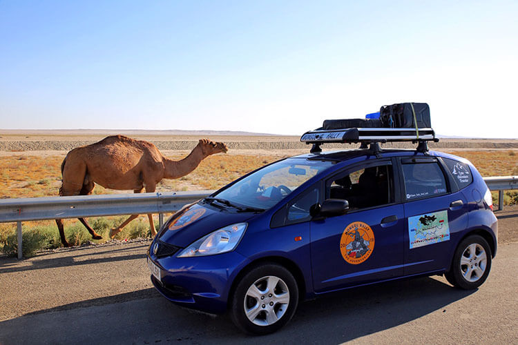 A camel on the side of the road in Turkmenistan pictured with Tim's Honda Jazz rally car