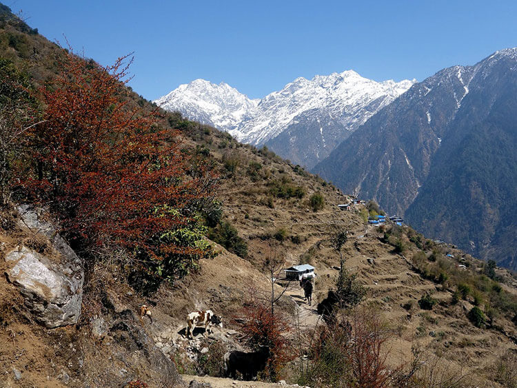 A lone trekker makes his way on the trail past some cows with the Himalayas visible on a clear day in the Langtang Valley