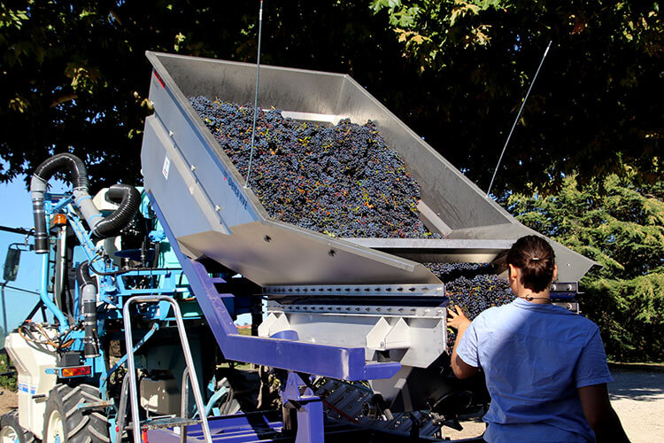 A truckload of Merlot grapes arrives at Château du Tailhas to immediately go through the destemmer machine