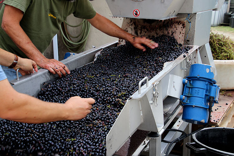 The winemaker sorts the destemmed grapes before they travel to the vats on a conveyor belt