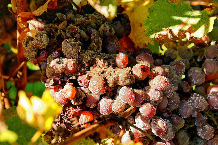 Botrytis mold on Semilion grapes in Monbazillac in the Bergerac wine region 