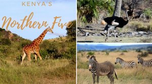 A collage of three of Kenya's Northern Five: the Reticulated giraffe, the Somali ostrich and Grevy's zebra