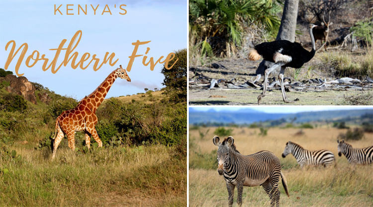 A collage of three of Kenya's Northern Five: the Reticulated giraffe, the Somali ostrich and Grevy's zebra