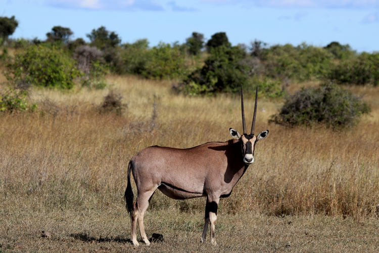 A beisa oryx with its black masked face and black bands around the two front legs grazes in Loisaba Conservancy