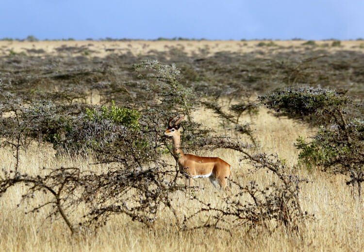 A male gerenuk stands among whistling acacia on the plains of Loisaba Conservancy