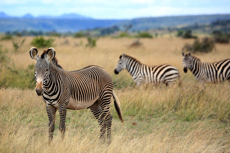 A Grevy's zebra stands with its Mickey Mouse ears up in front a few plains zebras in Loisaba Conservancy
