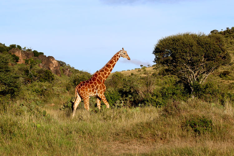 A Reticulated giraffe on the move among the thick bush and rocky landscape of Loisaba Conservancy