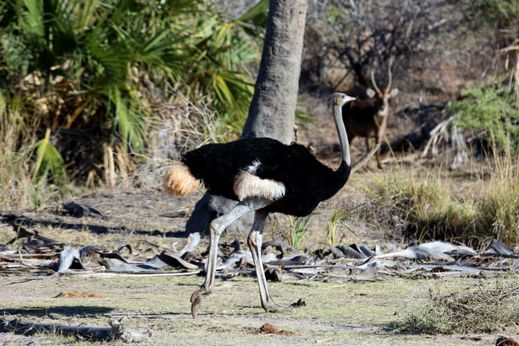 A Somali ostrich with distinct blue legs and blue neck runs in Meru National Park