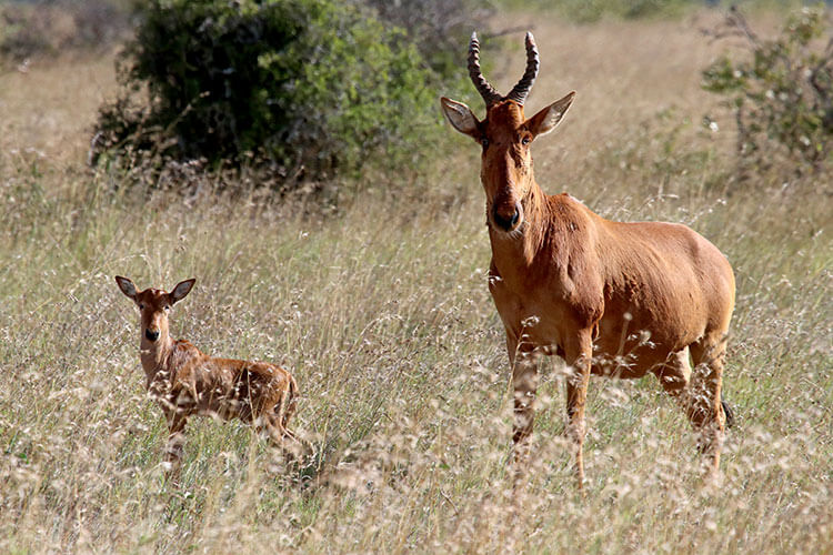 A few days old Laikipia hartebeest foal and its mother stand side by side in the tall grass of the plains of Loisaba Conservancy