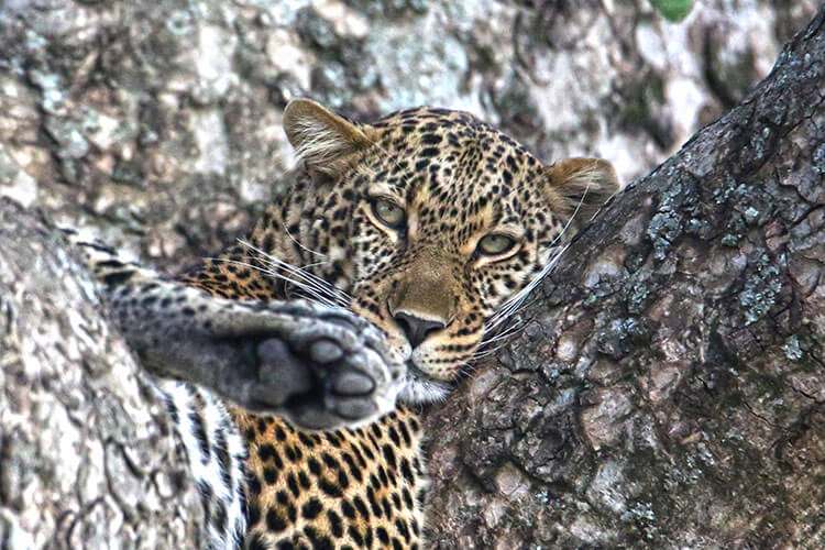 A female leopard sleeps in between the branches of a tree in the Masai Mara