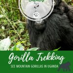 Uganda Gorilla Safari Pinterest Pin