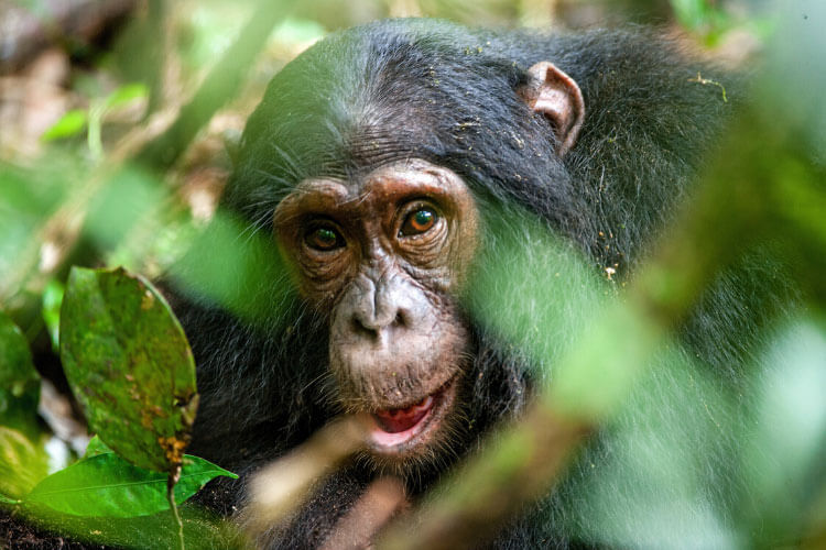A chimpanzee peeks through the leaves in a tree