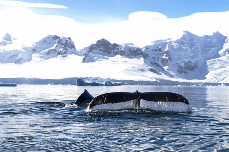 A whale tail in the water in Antarctic with the Ponant ship and glaciers in the background