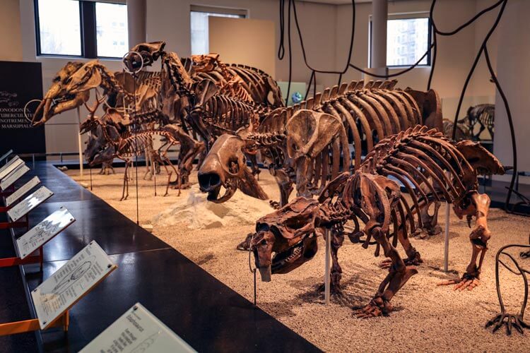 Fossils in the Hall of Saurischian Dinosaurs at the American Museum of Natural History