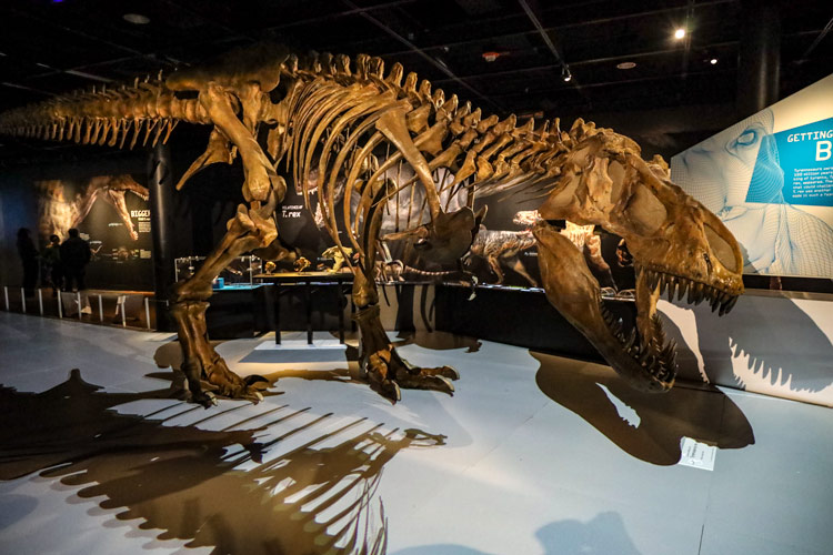 A skeleton of an adult T-Rex in the temporary T-Rex exhibition at the American Museum of Natural History