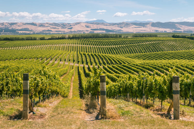 Lines of vineyards on a hilly landscape in Marlborough, New Zealand 