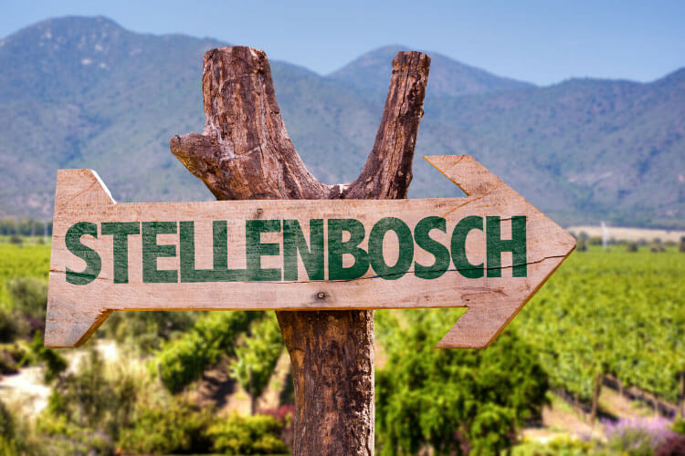 A Stellenbosch arrow sign on a grape vine with vineyards behind in the Cape Winelands in South Africa