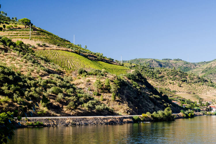The terraced vineyards of the Douro Valley tumbled down the hillside to the Douro River in Portugal