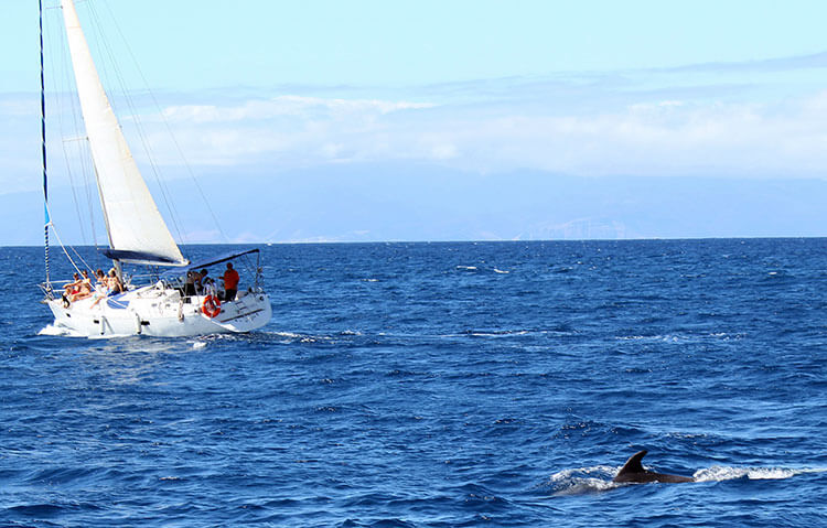 A pilot whale comes come alongside our boat in Tenerife