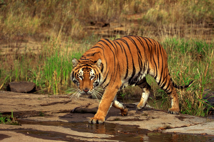 A bengal tiger steps in a puddle as its on the move 