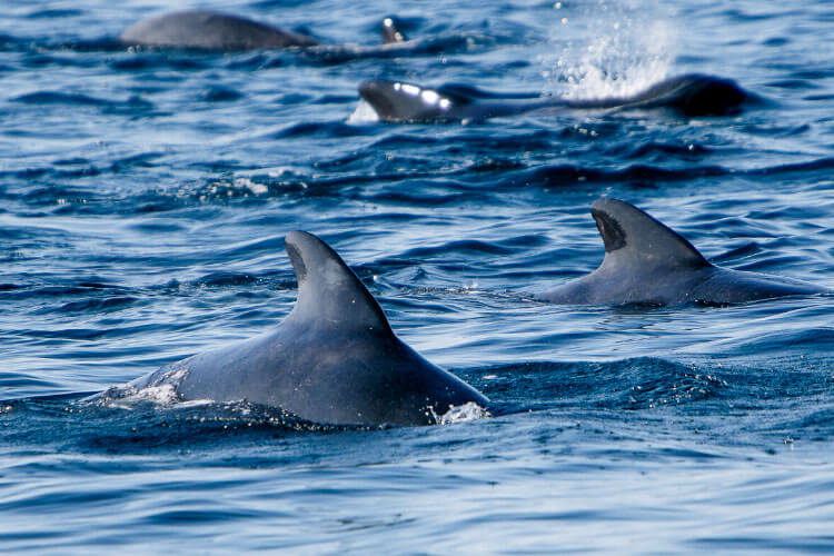 A pod of pilot whale fins stick out of the water in Tenerife