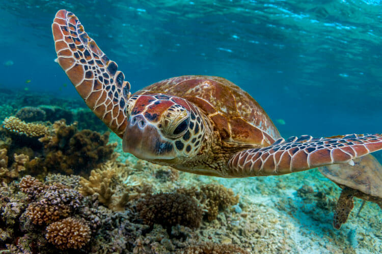 Two sea turtles swim underwater in Tenerife