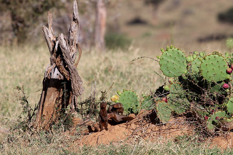 A family of dwarf mongoose near their burrow and a prickly pear cactus in Loisaba Conservancy