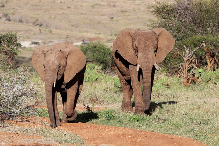 Two elephants walk along a dirt road in Loisaba Conservancy