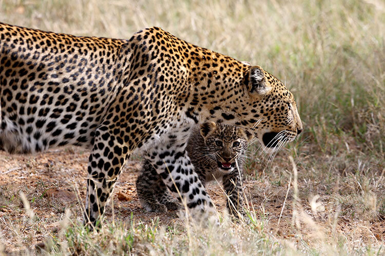 A female leopard walks through the grass with her tiny cub around her legs in Loisaba Conservancy