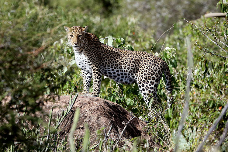 A female leopard stands on a rock in thick bush to scan around in Loisaba Conservancy