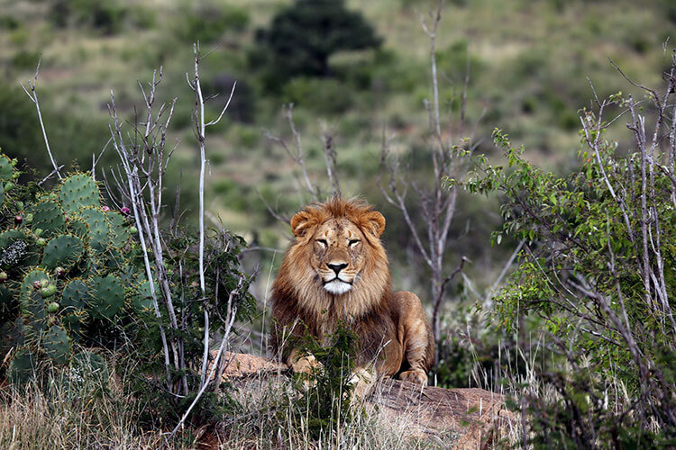 A male lion sits on a log sunbathing in Loisaba Conservancy
