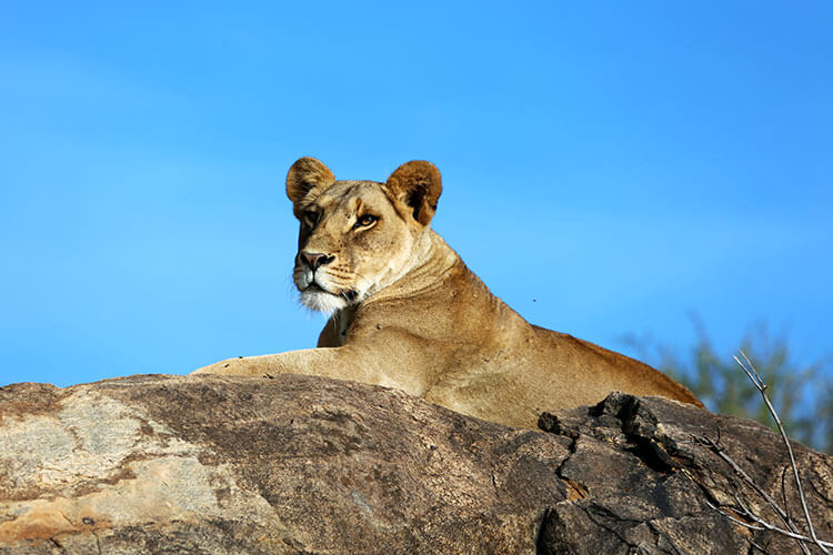 A lioness lays on a rock so she can see over the landscape in Loisaba Conservancy