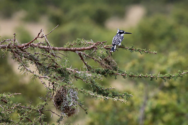 A black and white kingfisher sits on a thorny acacia tree branch above its nest in Loisaba Conservancy