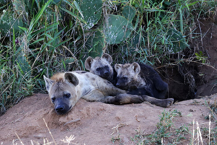 Two spotted hyena pups rest on their mother, who is laying halfway out of the den hole in Loisaba Conservancy