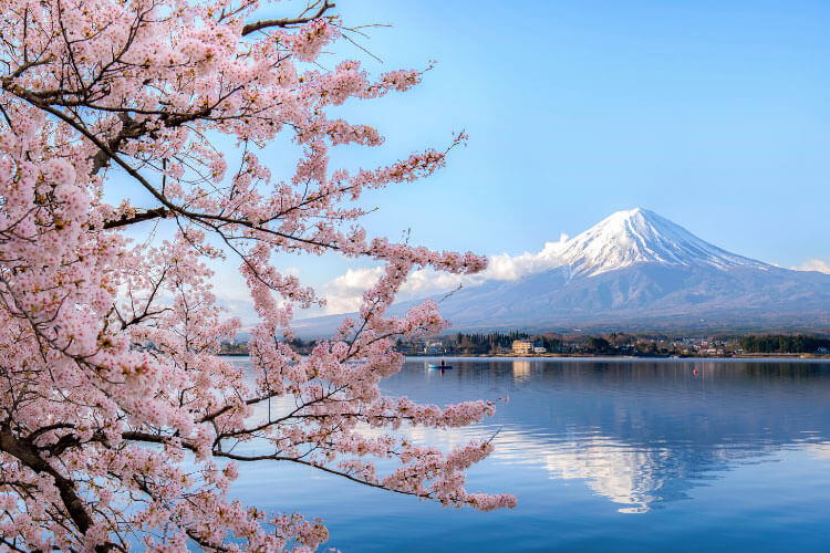 A cherry blossom tree in full bloom with Mount Fuji visible in the background from Takyo, Japan