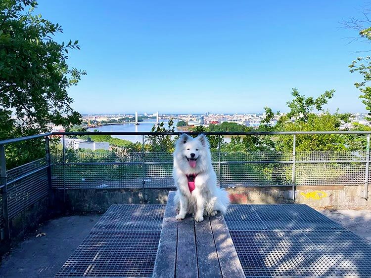 Coco the Samoyed poses at the Belvedere viewpoint with the Bordeaux skyline behind her at the Parc de l'Ermitage Sainte-Catherine in Lormont in the Bordeaux Metropole