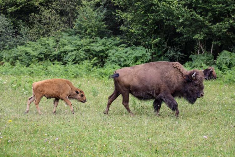 A 3 week old golden colored calf follows close to its mother at Elevage du Palais bison farm in Creuse