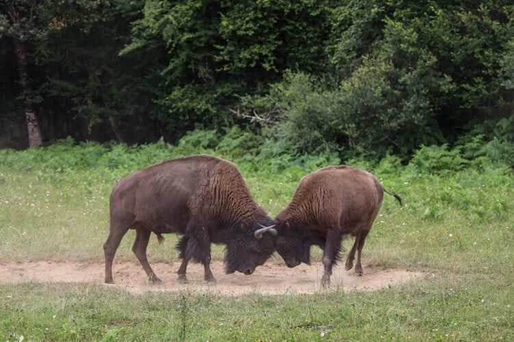 Two young bison spar with each other in a patch of dusty dirt at the Elevage du Palais bison farm in Creuse