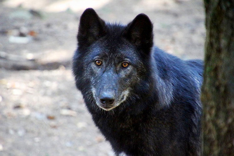 A black Mackenzie wolf peers around a tree at the Parc Animalier des Monts de Guéret