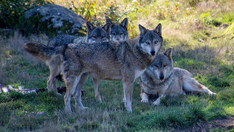 Four gray wolves caught a bird in an early morning hunt in Parc Animalier des Monts de Guéret 